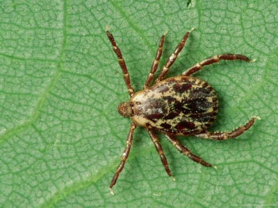 Tick-american-dog