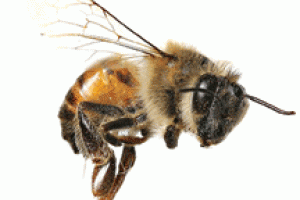 Bee-angry