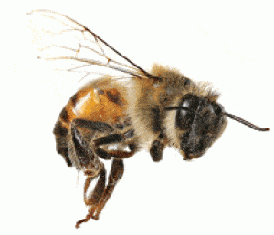 Bee-angry