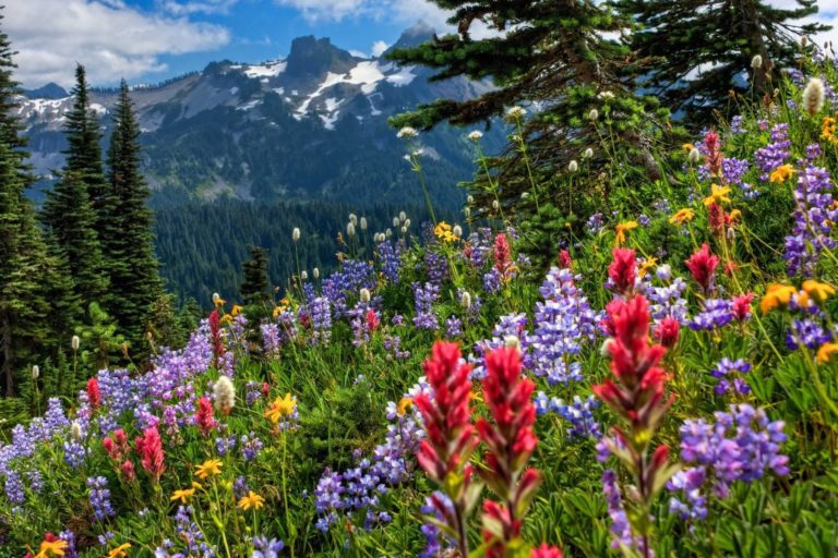 Spring-Flowers-Carpet-in-the-Mountains-Wallpaper