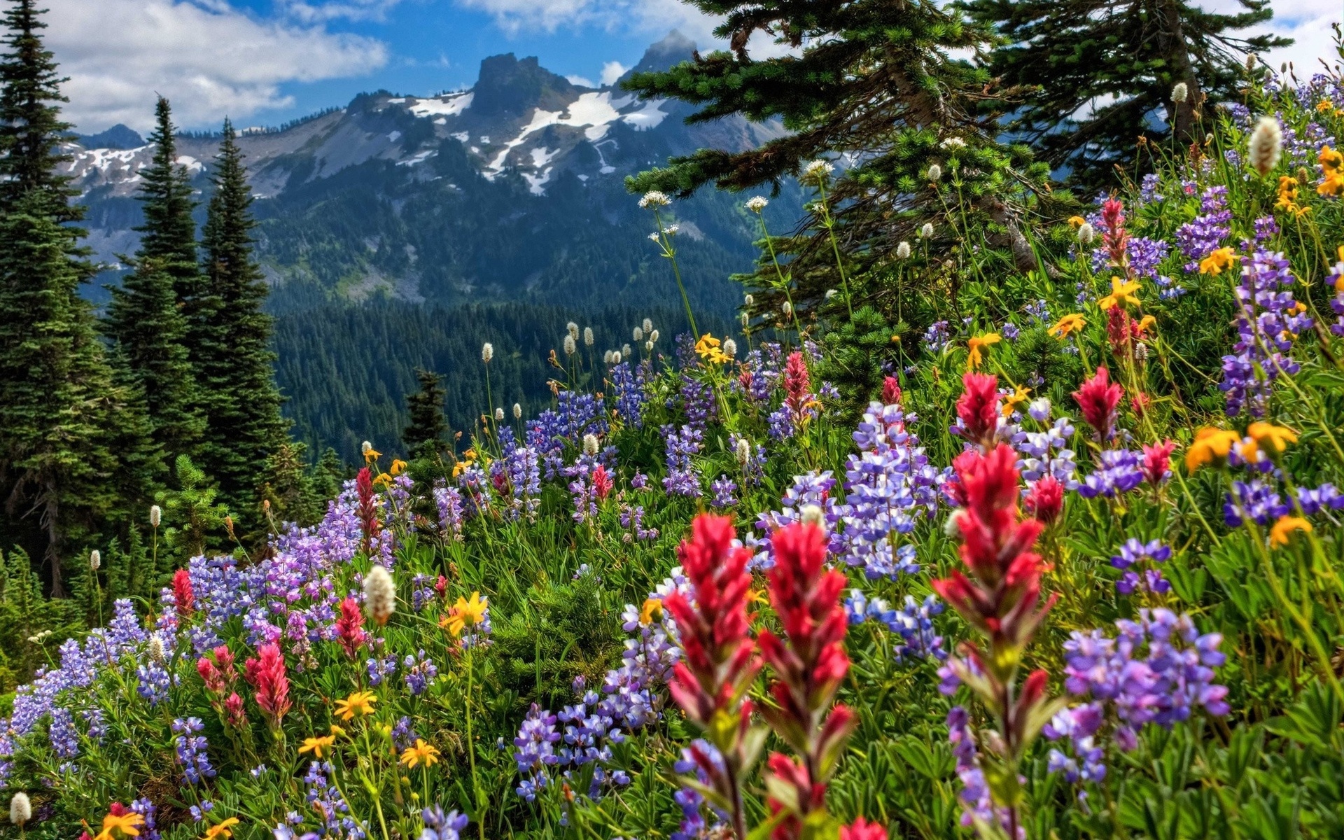 Spring-Flowers-Carpet-in-the-Mountains-Wallpaper