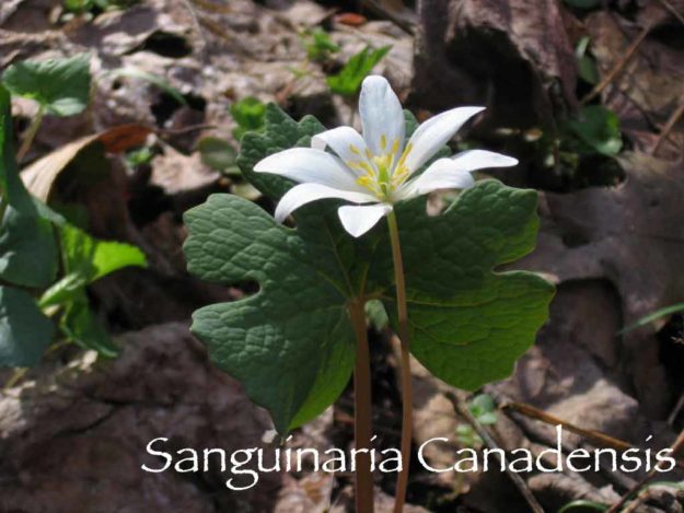 bloodroot sanguinaria canadensis