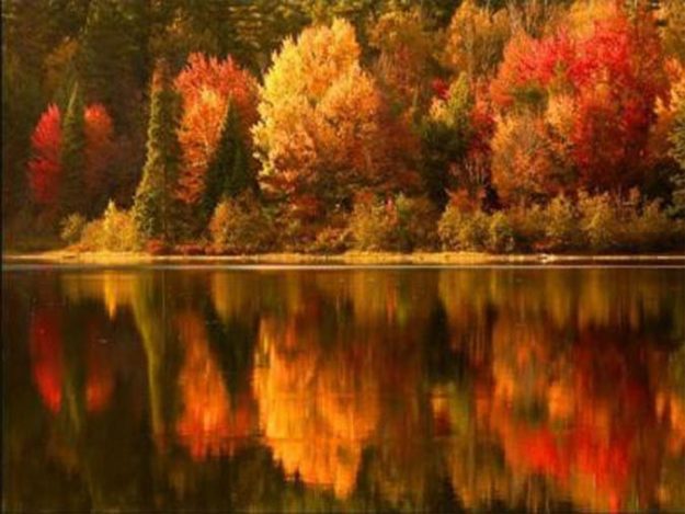 homeopathy for fall allergies homeopathy for fall allergies