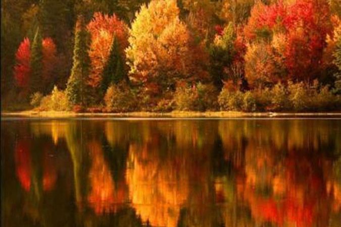 homeopathy for fall allergies