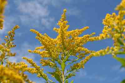 ragweed ragweed