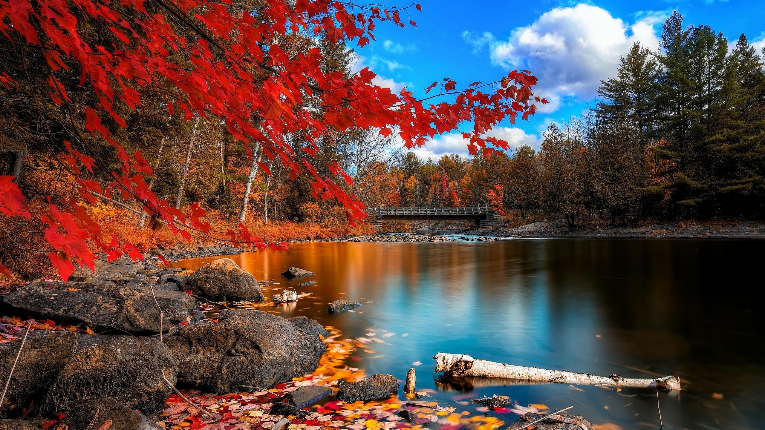 autumn_leaves_water_bridge autumn_leaves_water_bridge