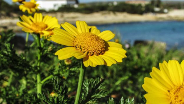 arnica montana arnica montana