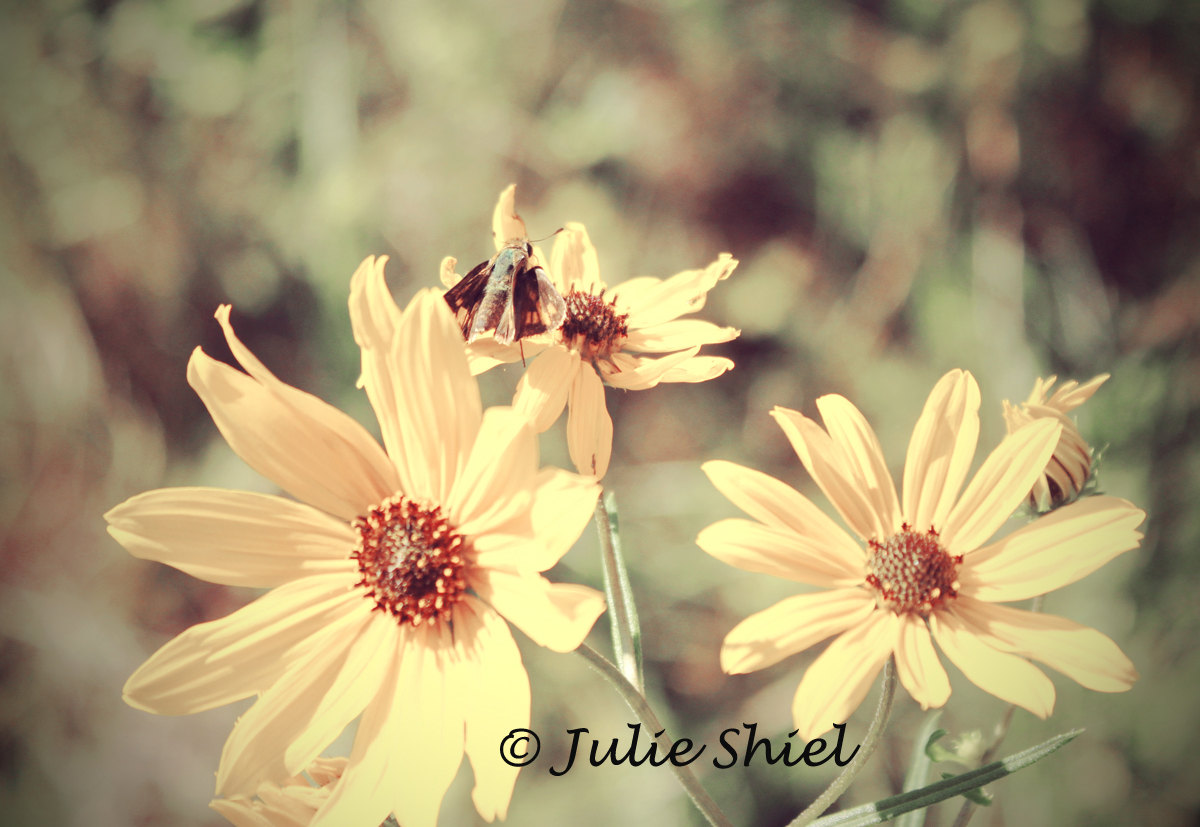 daisies daisies