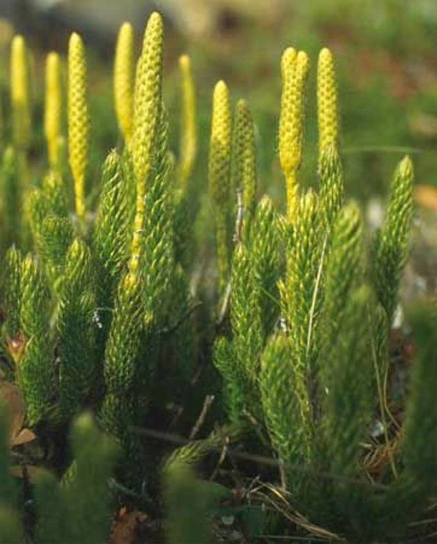 Lycopodium-clavatum-plant Lycopodium clavatum