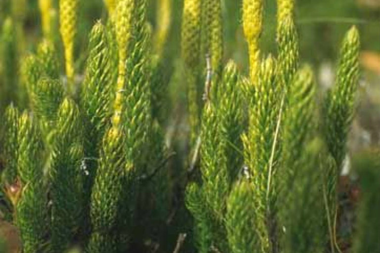 Lycopodium-clavatum-plant Lycopodium clavatum
