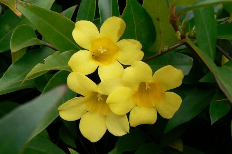 gelsemium-sempervirens Gelsemium sempervirens - Yellow Jasmine