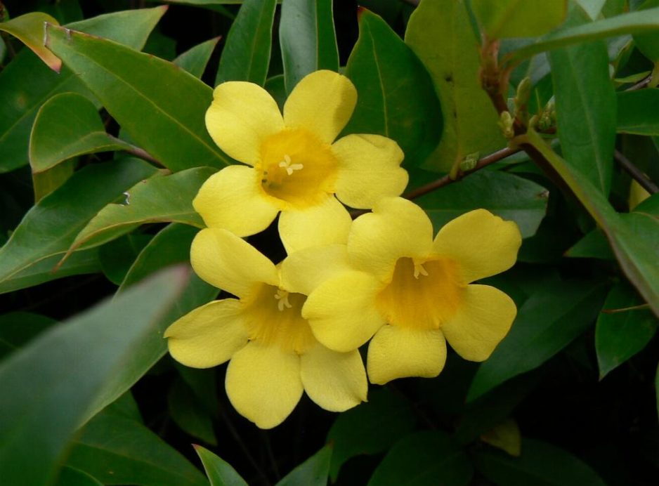 Gelsemium sempervirens - Yellow Jasmine