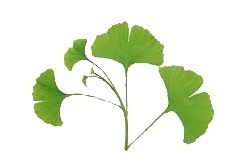 gingko- ginkgo biloba