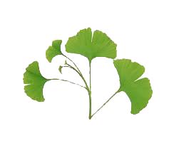 gingko- ginkgo biloba