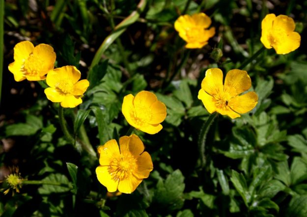 Ranunculus Bulbosus Buttercup Ranunculus Bulbosus Buttercup
