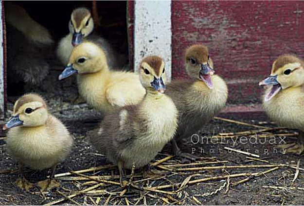 Ducks