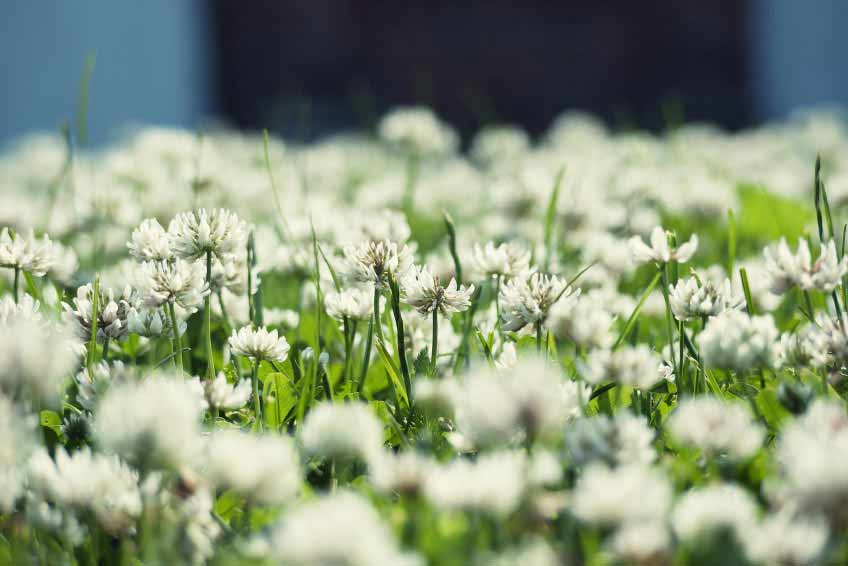 clover-field Trifolium praetensis clover-field Trifolium praetensis