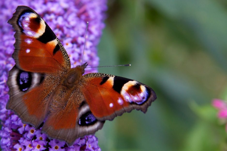 Inachis io Inachis io (Peacock butterfly)