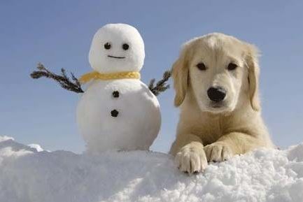 dog-snowman
