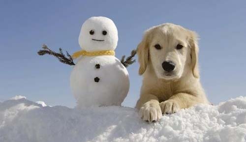 dog-snowman