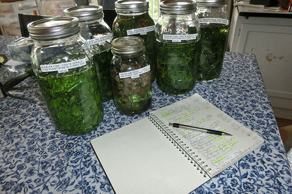 Wild harvesting herbs HPUS tinctures Wild harvesting herbs & making HPUS tinctures