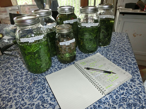 Wild harvesting herbs HPUS tinctures Wild harvesting herbs & making HPUS tinctures