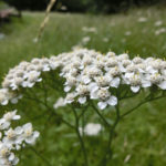 Millefolium Yarrow