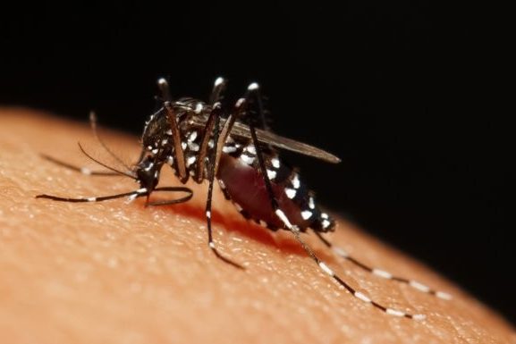 homeopathic treatment malaria