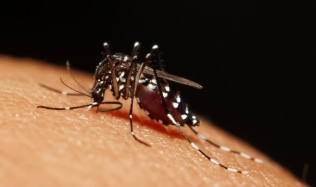 homeopathic treatment malaria homeopathic treatment malaria