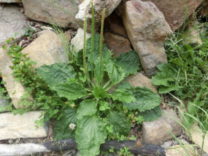 Plantago Major (Common Plantain)