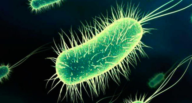 bacteria-escherichia-coli