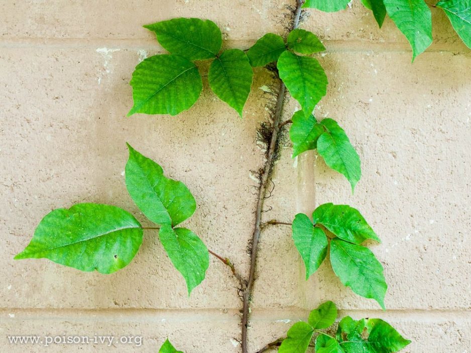 rhus tox effective; rhus toxicodendron homeopathy