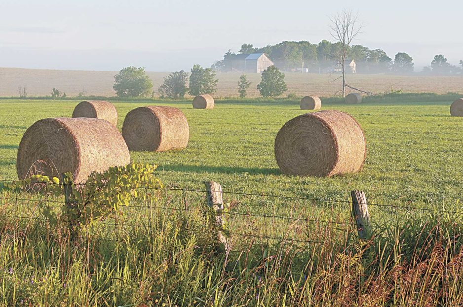 hay & grass allergies cured with homeopathy