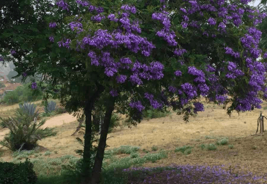 Jacaranda