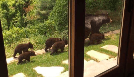 bears