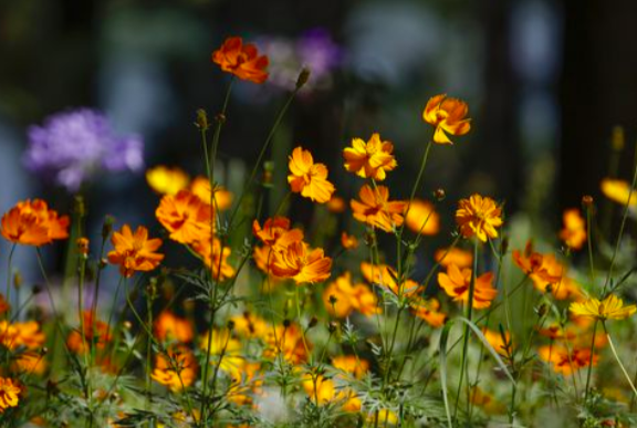 flowers